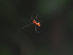 Argyrodes flavescens