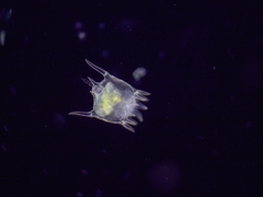 Plationus patulus