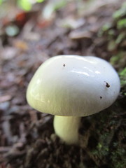 Zhuliangomyces illinitus