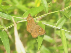 Pseudocoladenia dan
