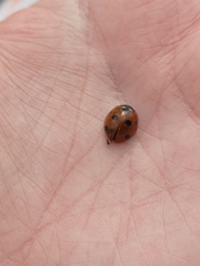 Coccinella septempunctata