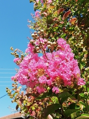 Lagerstroemia indica