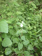 Leucas decemdentata