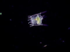 Plationus patulus