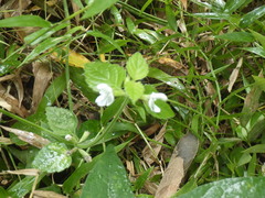 Leucas decemdentata