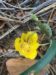 Calochortus monophyllus