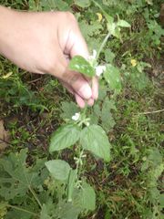 Leucas decemdentata