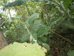 Pleurolobus gangeticus