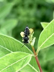 Coelioxys modestus