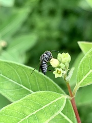 Coelioxys modestus