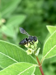 Coelioxys modestus