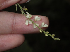 Pleurolobus gangeticus