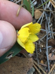 Calochortus monophyllus