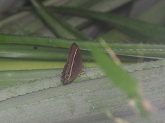 Mycalesis horsfieldi