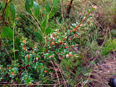 Micrantheum demissum