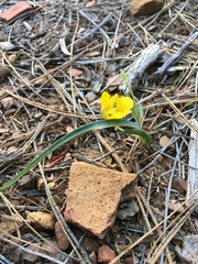 Calochortus monophyllus