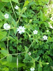 Stellaria aquatica