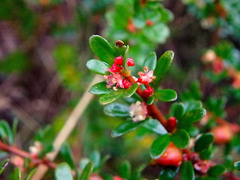 Micrantheum demissum