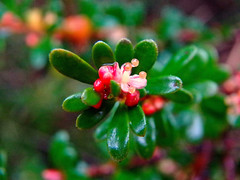Micrantheum demissum