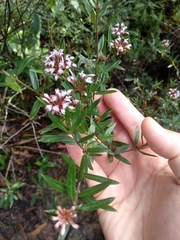 Grevillea sphacelata