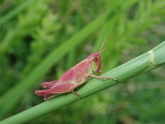 Aiolopus thalassinus tamulus
