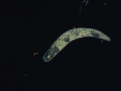 Spirostomum