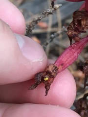 Corallorhiza maculata