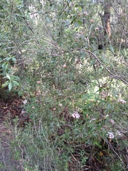 Grevillea sphacelata