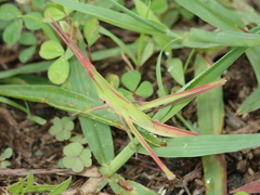 Acrida cinerea