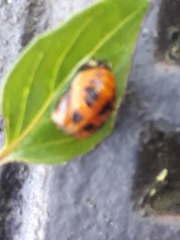 Harmonia axyridis