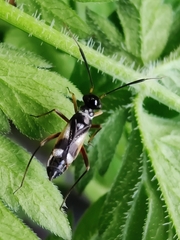 Globiceps flavomaculatus