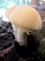 Cystoderma carcharias fallax