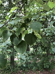 Tilia cordata