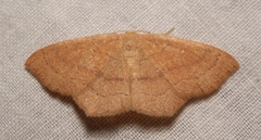 Cyclophora ruficiliaria