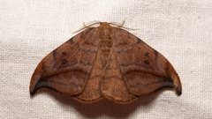 Drepana curvatula