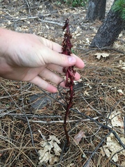 Corallorhiza maculata