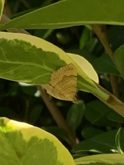 Camptogramma bilineata