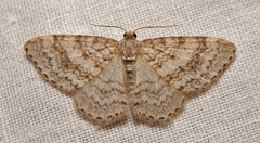 Hydrelia sylvata