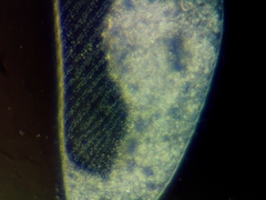 Spirostomum