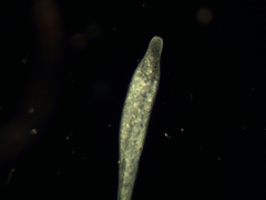 Spirostomum