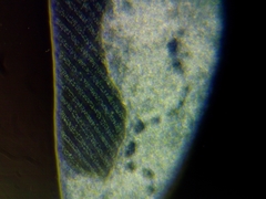 Spirostomum