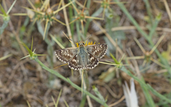 Muschampia alta