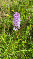 Dactylorhiza fuchsii