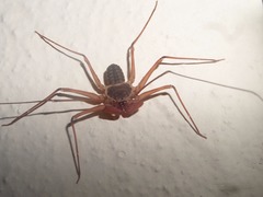 Paraphrynus raptator