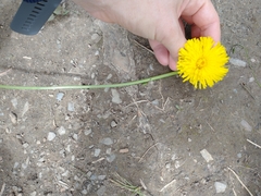 Hypochaeris maculata