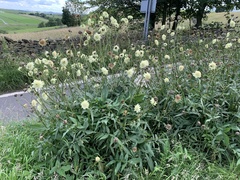 Cephalaria