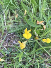 Lotus corniculatus