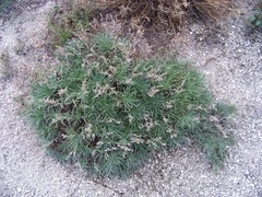 Onosma tanaitica