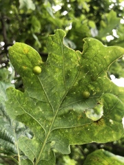 Cynips quercusfolii