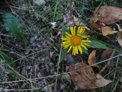 Pentanema britannica